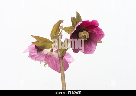 Rosa quaresimale (Helleborus orientalis ibridi 'Joan ponti"), Emsland, Bassa Sassonia, Germania Foto Stock