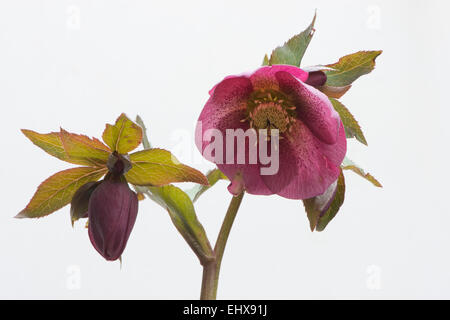 Rosa quaresimale (Helleborus orientalis ibridi), Emsland, Bassa Sassonia, Germania Foto Stock