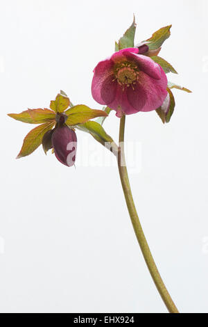 Rosa quaresimale (Helleborus orientalis ibridi), Emsland, Bassa Sassonia, Germania Foto Stock