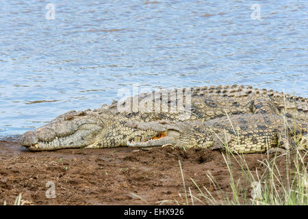 Coccodrilli del Nilo (Crocodylus niloticus), il Masai Mara riserva nazionale, Kenya Foto Stock