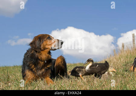 Rosso Irlandese Setter cane adulto giacente successivo gruppo Indian Runner anatre in appoggio erba Germania Foto Stock