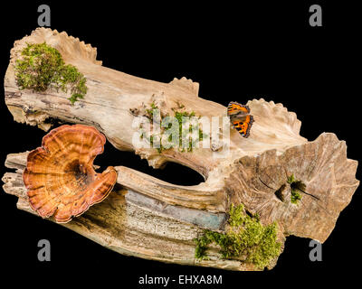 Un intelligente display in legno con fungo, moss su una base driftwood Foto Stock