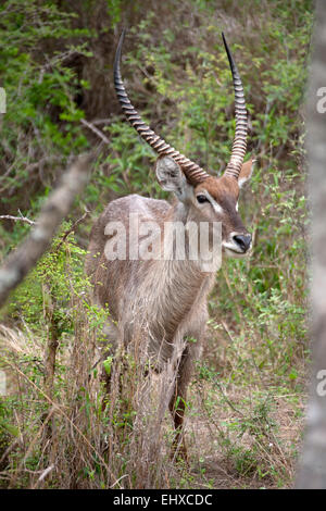 Waterbuck (Kobus ellipsiprymnus) in una foresta, Sud Africa Foto Stock