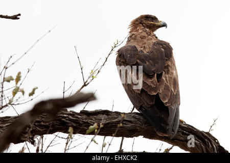 Bruno Eagle (Aquila rapax) appollaiate su un ramo, Sud Africa Foto Stock
