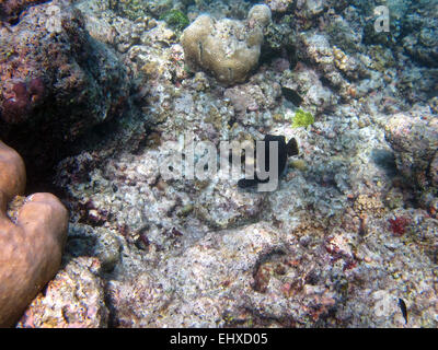 Le faraone pufferfish su una barriera corallina alle Maldive Foto Stock