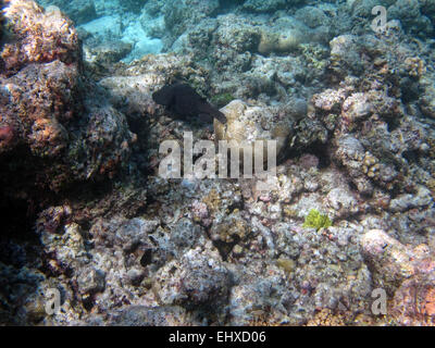 Le faraone pufferfish su una barriera corallina alle Maldive Foto Stock