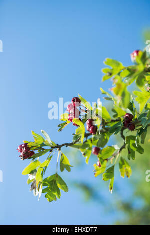 Rametto close up whitethorn bud dettaglio di impianto blue sky Foto Stock