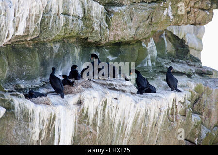 Double-Crested cormorano (Phalacrocorax auritus) sono ' appollaiati nei loro nidi, Cape Point, Città del Capo, Provincia del Capo Occidentale, Sud Africa Foto Stock