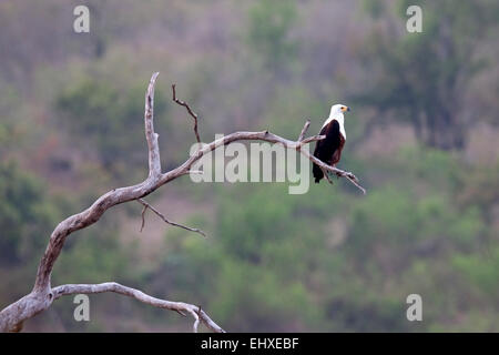 African Fish eagle in appoggio sul ramo di albero, Sud Africa Foto Stock