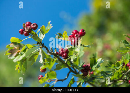 Close up whitethorn bud dettaglio di impianto blue sky Foto Stock