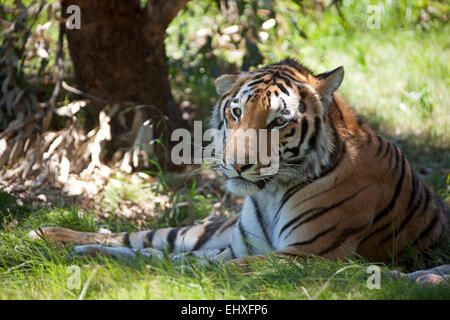 Tiger (Panthera tigris) giace all'ombra, Sud Africa Foto Stock