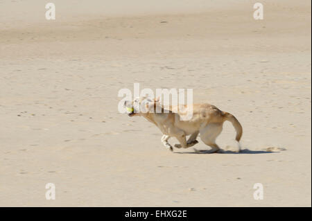 Giallo Labrador Retriever esecuzione veloce con una sfera sulla sua bocca in spiaggia Foto Stock