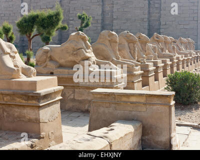 Viale di Sfingi dalla testa d'ariete che conducono al primo pilone del tempio di Amon a Karnak Luxor Egitto superiore Foto Stock