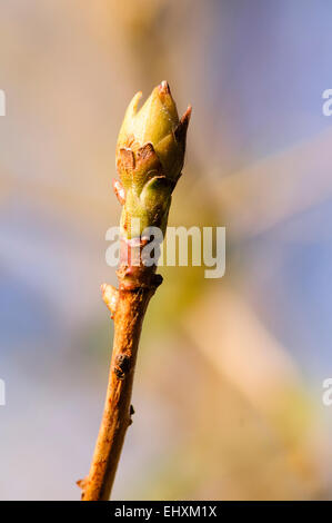 Le gemme iniziano a comparire sugli alberi che segna l'inizio della primavera. Foto Stock