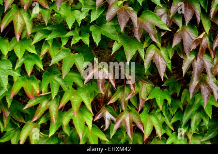 Foglie d'edera contro un muro del giardino Foto Stock