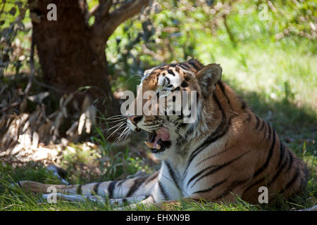 Ululano tiger (Panthera tigris) giace all'ombra, Sud Africa Foto Stock