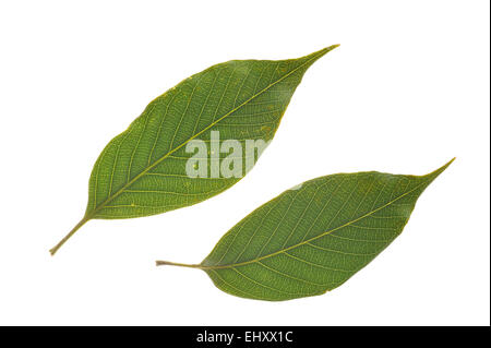 Giapponese lecci (Quercus acuta) close up di foglie, nativo di Cina e Giappone contro uno sfondo bianco Foto Stock