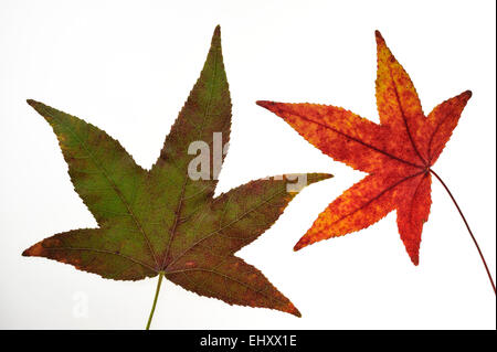 Acero giapponese / Liscia di acero giapponese (Acer palmatum) close up di foglie in autunno colori, nativo di Giappone e Corea su bianco Foto Stock