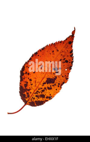 Giapponese / Cherry Hill cherry / Oriental ciliegio (Prunus serrulata) autumn leaf, nativo di Giappone e Cina su sfondo bianco Foto Stock