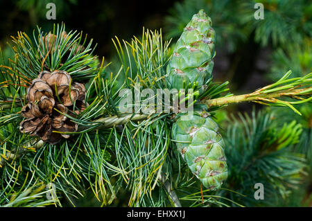 Giapponese di pino bianco / Giapponese cinque-ago pine (Pinus parviflora / Pinus pentaphylla) close up che mostra il vecchio e coni in via di sviluppo Foto Stock