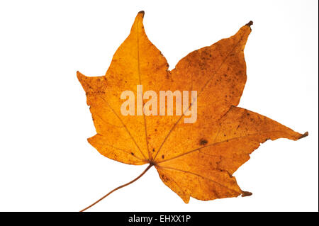 Acero verniciato / mono (acero Acer mono / Acer truncatum) autumn leaf nativo Giappone, Corea, Cina, Mongolia su sfondo bianco Foto Stock