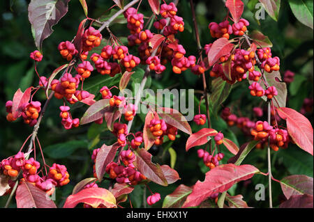 Europeo / mandrino mandrino comune (Euonymus europaeus) in autunno mostra frutto capsulare con lobi split apre per rivelare le sementi Foto Stock