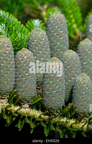 Coreano / fir Gusang namu (Abies koreana) close up di coni, nativo di Corea Foto Stock