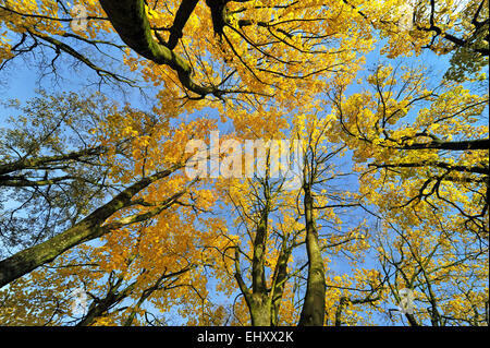 Caduta delle Foglie di Norvegia alberi di acero (Acer platanoides) in giallo i colori autunnali contro il cielo blu nella foresta Foto Stock