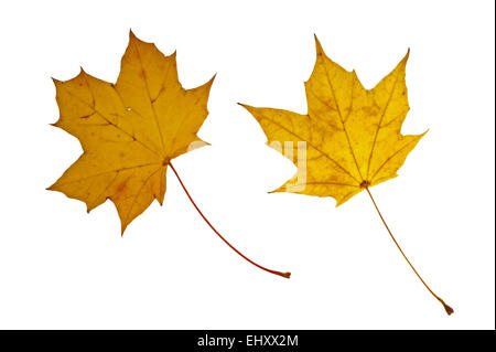 Norvegia Acero (Acer platanoides) le foglie in autunno colori, nativo dell Europa contro uno sfondo bianco Foto Stock