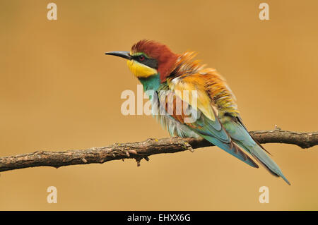 Mangiatore di ape Foto Stock