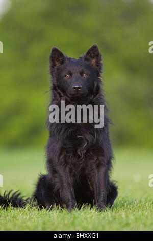 Nero Mudi cane adulto seduto prato Germania Foto Stock