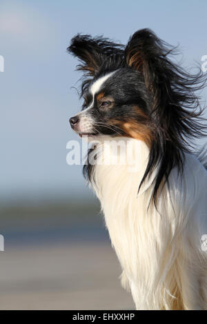 Papillon Continental Toy Spaniel ritratto cane adulto Germania Foto Stock