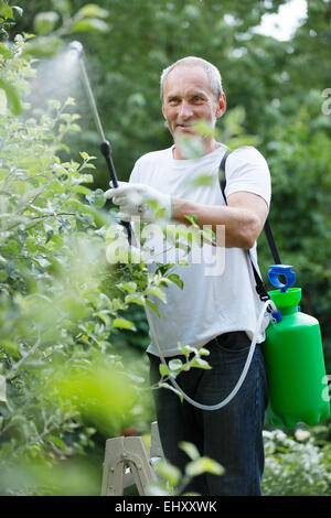 L'uomo irrorazione di prodotti fitosanitari in giardino Foto Stock