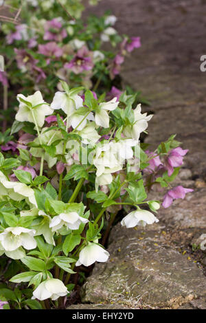 Hellebores piantato accanto ad un percorso giardino in un giardino inglese, Inghilterra, Regno Unito Foto Stock