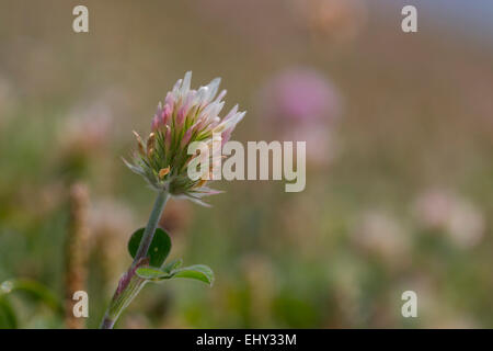 Testa lunga Clover Trifolium incarnatum molinerii ssp Flower Cornwall, Regno Unito Foto Stock