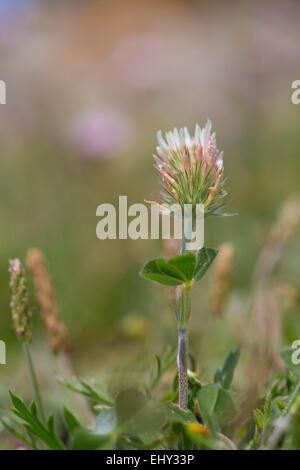 Testa lunga Clover Trifolium incarnatum molinerii ssp Flower Cornwall, Regno Unito Foto Stock