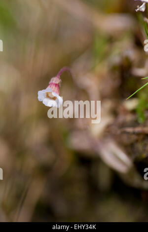 Butterwort pallido Pinguicula lusitanica Cornwall, Regno Unito Foto Stock