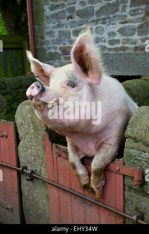 Maiale; singolo sulla gate; il museo Beamish Northumberland, Regno Unito Foto Stock