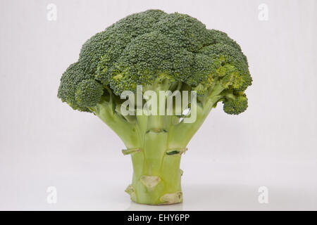 Intero impianto di broccoli insieme come una struttura ad albero. Isolato su sfondo bianco Foto Stock