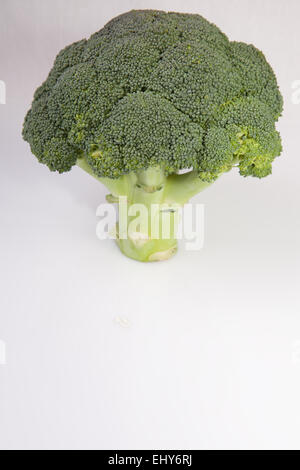 Intero impianto di broccoli insieme come una struttura ad albero. Isolato su sfondo bianco Foto Stock