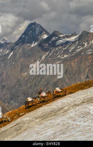 Caravan di asini in alta quota del Himalaya montagne del Nepal Foto Stock