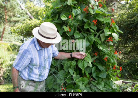 I baccelli in Bloom, Bournemouth, nella contea di Dorset, Regno Unito, Europa Foto Stock