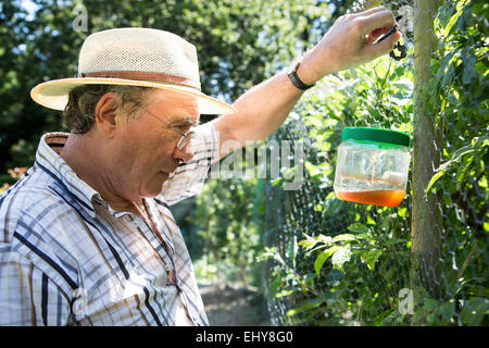 Senior uomo esaminando trappola di lumaca, Bournemouth, nella contea di Dorset, Regno Unito, Europa Foto Stock