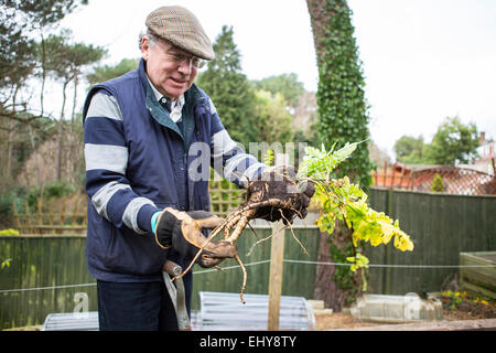 Senior uomo azienda ortaggi a radice in mani, Bournemouth, nella contea di Dorset, Regno Unito, Europa Foto Stock