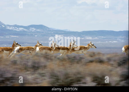 Pronghorn Antelope (Antilocapra americana) in esecuzione a velocità, sabbia Lavabo, Colorado, STATI UNITI D'AMERICA Foto Stock