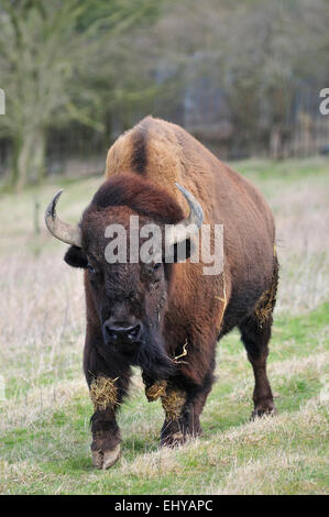 Bisonti americani a piedi su un pendio Foto Stock