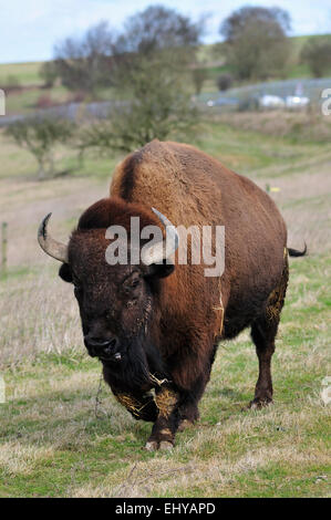 Bisonti americani a piedi su un pendio Foto Stock