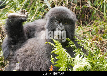 Gorilla di Montagna, Gruppo Kuryama, Ruanda Foto Stock