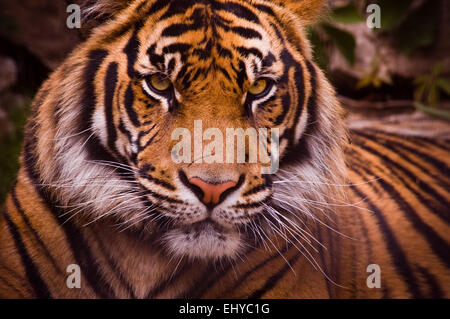 La tigre di Sumatra ritratto Foto Stock