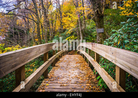 Colore di autunno e ponte sul sentiero Tanawha, lungo la Blue Ridge Parkway, North Carolina. Foto Stock